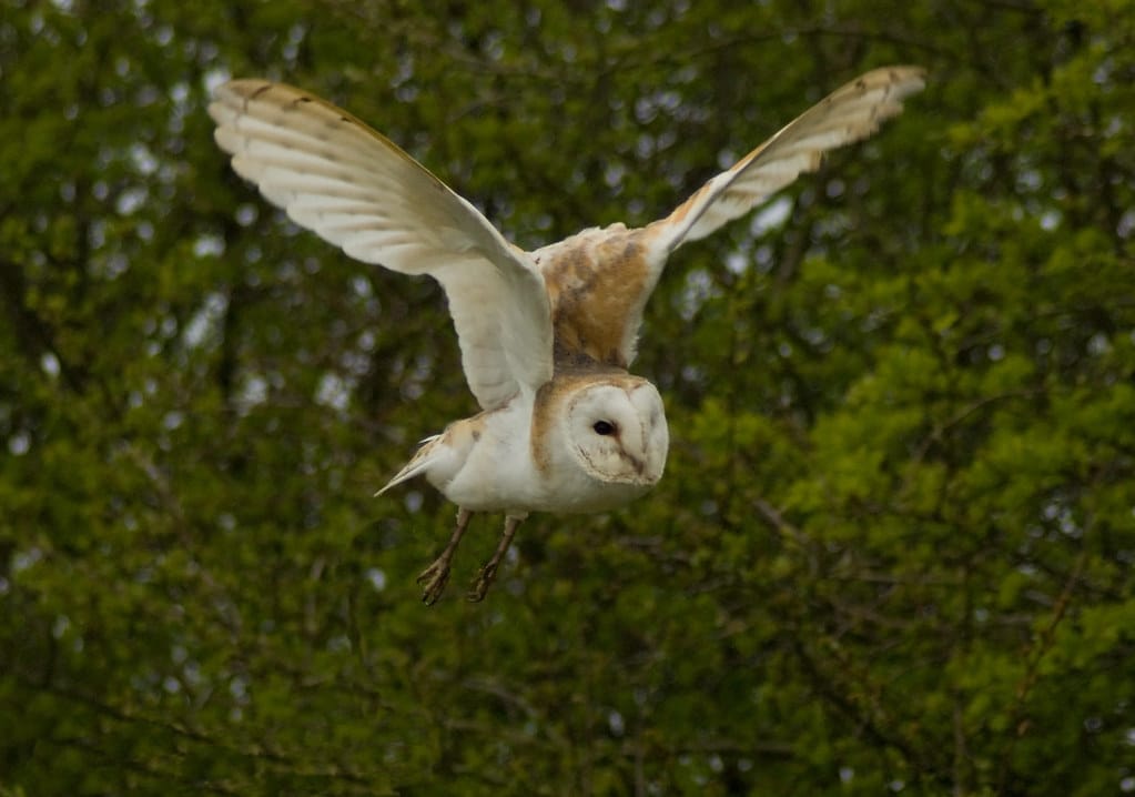 Barn Owl (Tyto Alba)