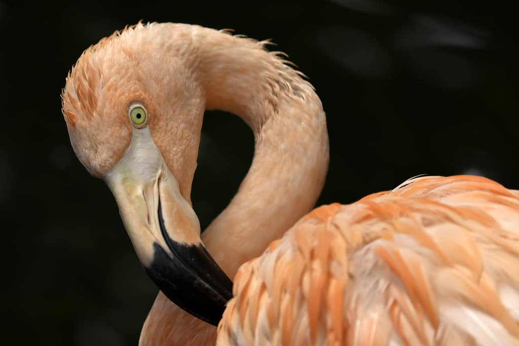 Flamingo Portrait