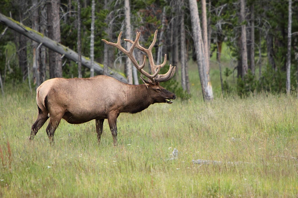 Bull Elk (Cervus canadensis) in Yellowstone NP