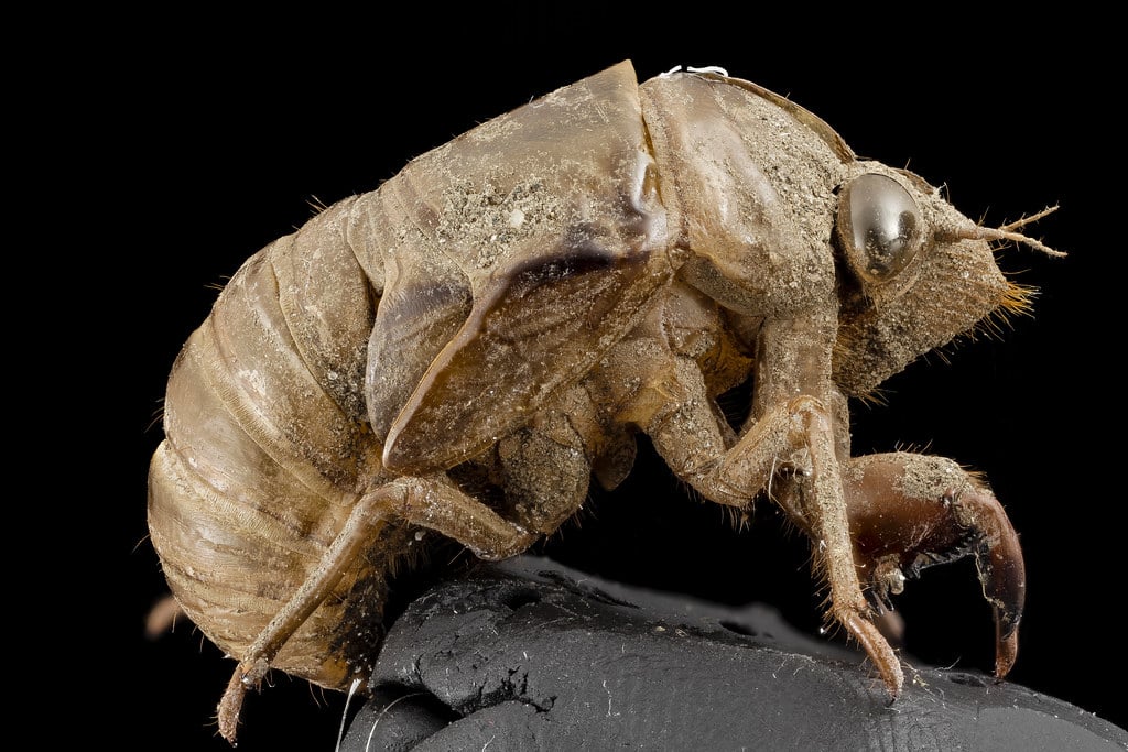 Cicada, shell, upper marlboro, md_2014-07-10-19.57.12 ZS PMax