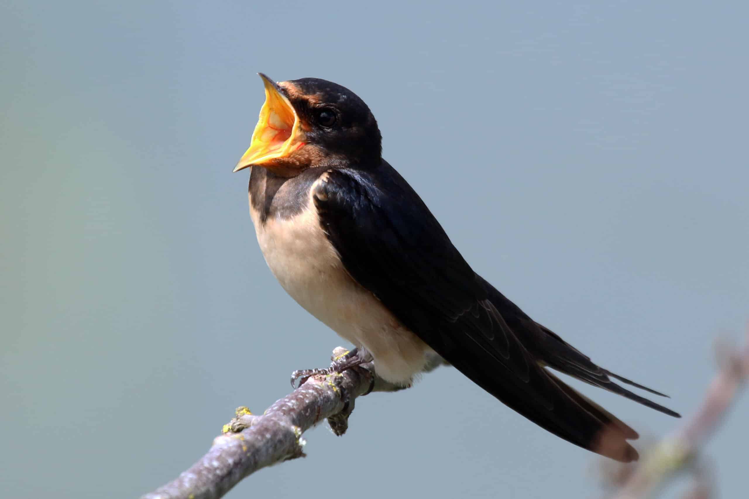 File:Barn swallow (Hirundo rustica rustica) singing.jpg