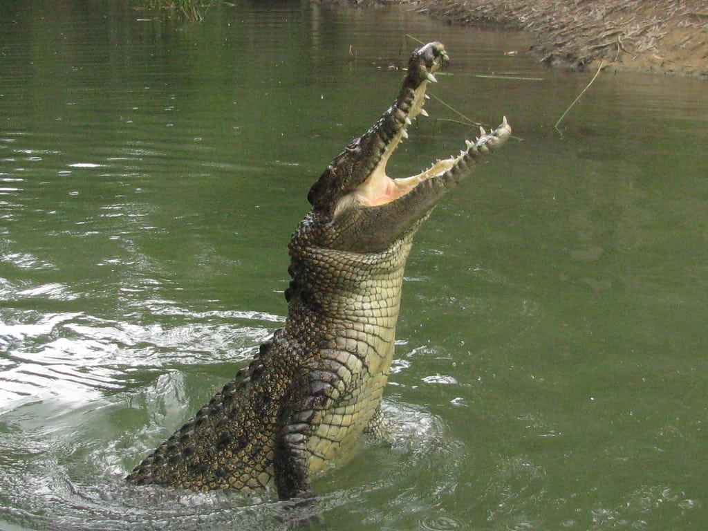 Hartley’s Creek Crocodile farm Hartley’s Creek Crocodile farm