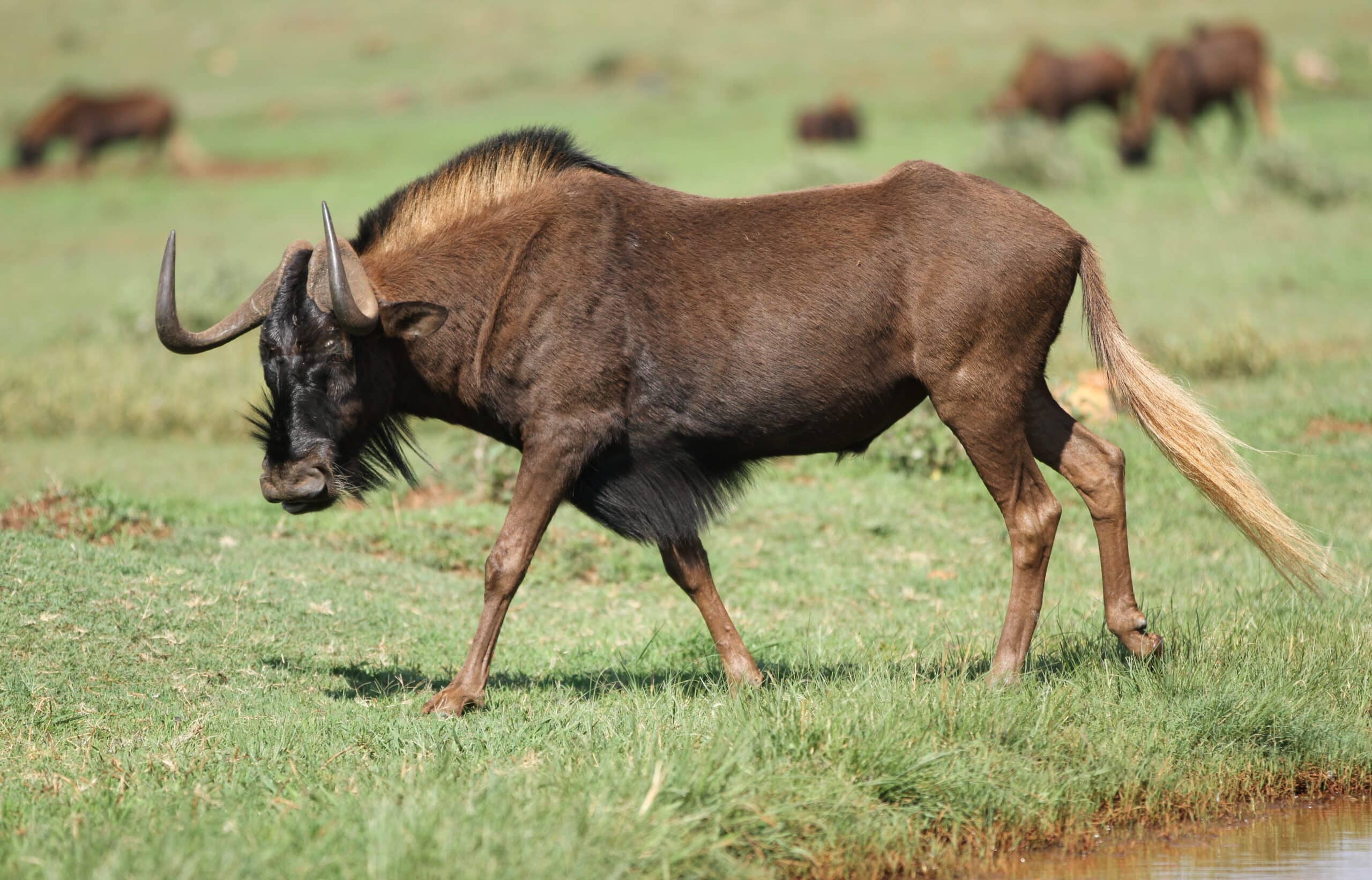 File:Black wildebeest, or white-tailed gnu, Connochaetes gnou at Krugersdorp Game Reserve, Gauteng, South Africa (30570451563).jpg