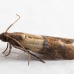 Indianmeal Moth