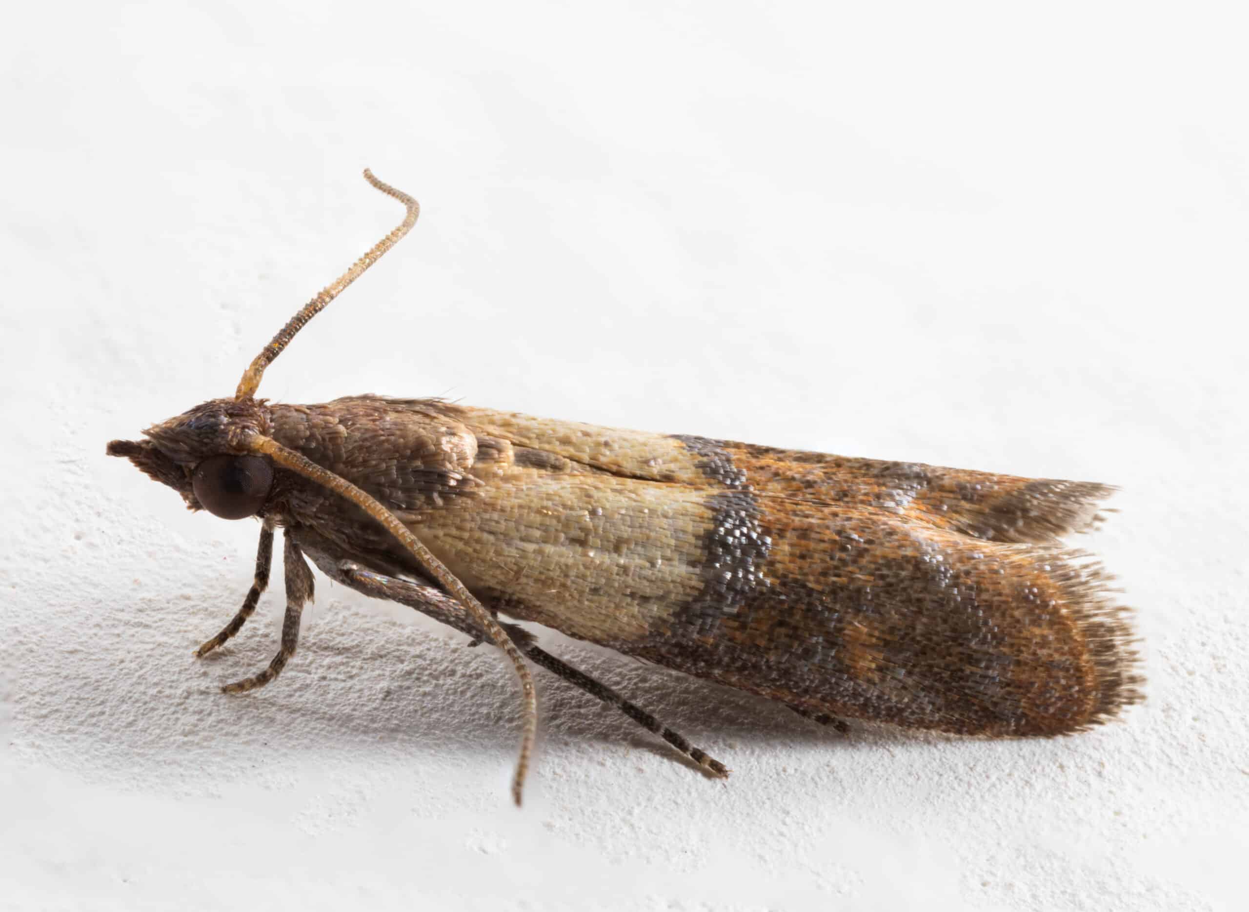 Plodia interpunctella – Indianmeal moth Plodia interpunctella – Indianmeal moth Indianmeal Moth