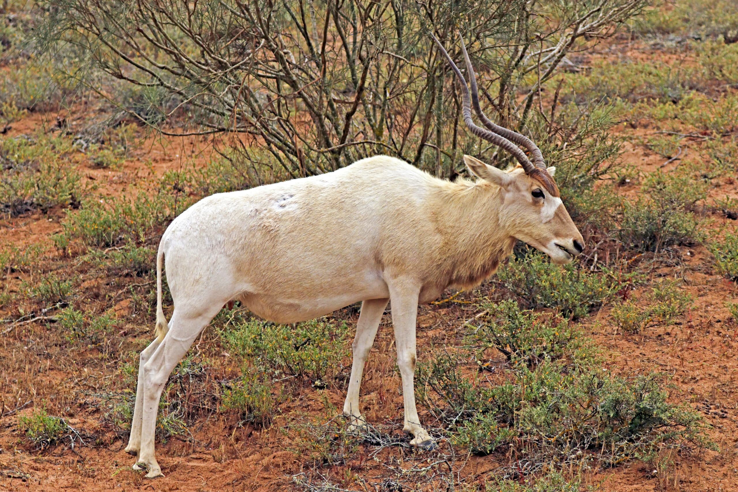 Addax (Addax nasomaculatus) female