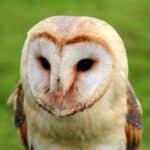 A close-up of a barn owl with a heart-shaped facial disc and striking black eyes, standing against a blurred green background.