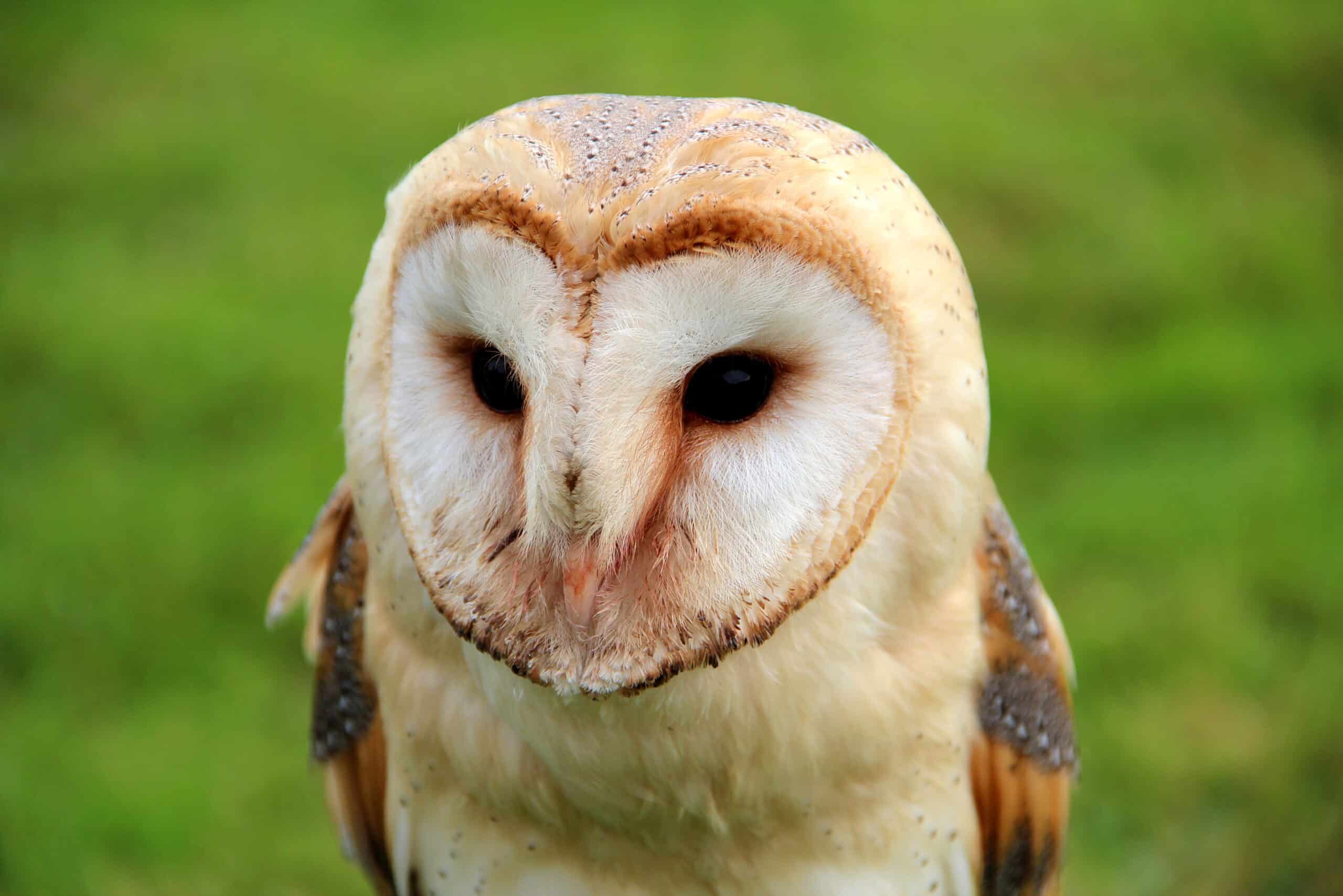 A close-up of a barn owl with a heart-shaped facial disc and striking black eyes, standing against a blurred green background.