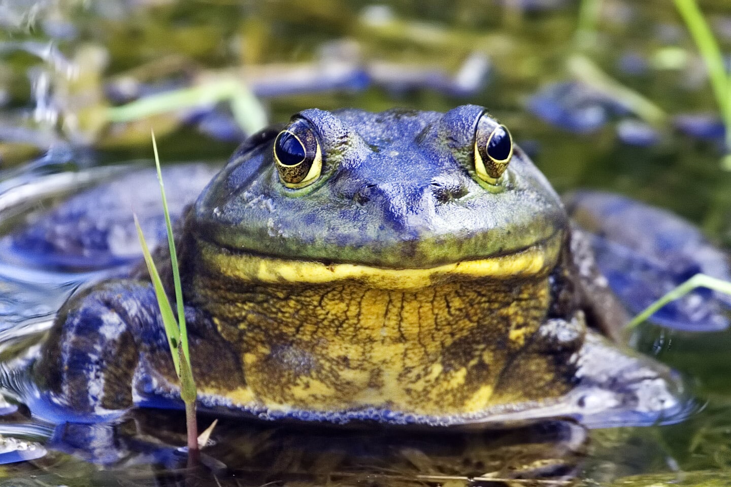 Bullfrog – natures pics Bullfrog – natures pics