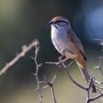 Sparrow
