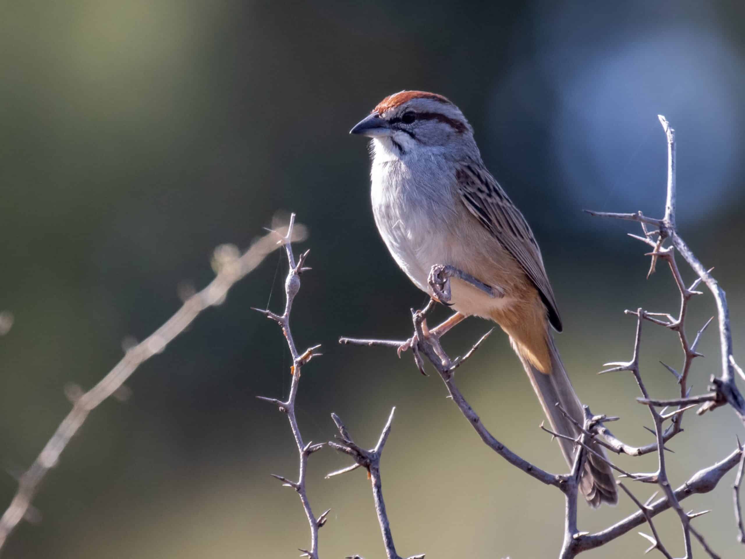 Sparrow