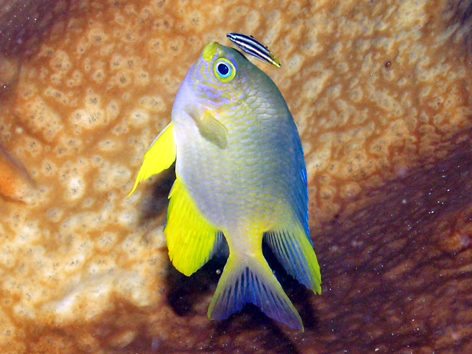 File:Lemon Damselfish, Bunaken Island.jpg File:Lemon Damselfish, Bunaken Island.jpg