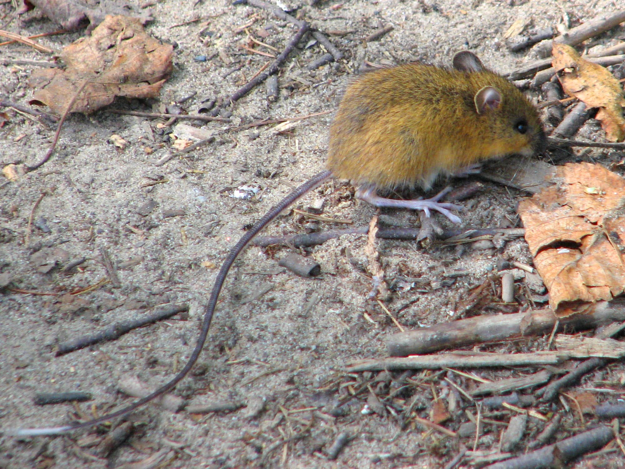 Woodland jumping mouse Woodland jumping mouse