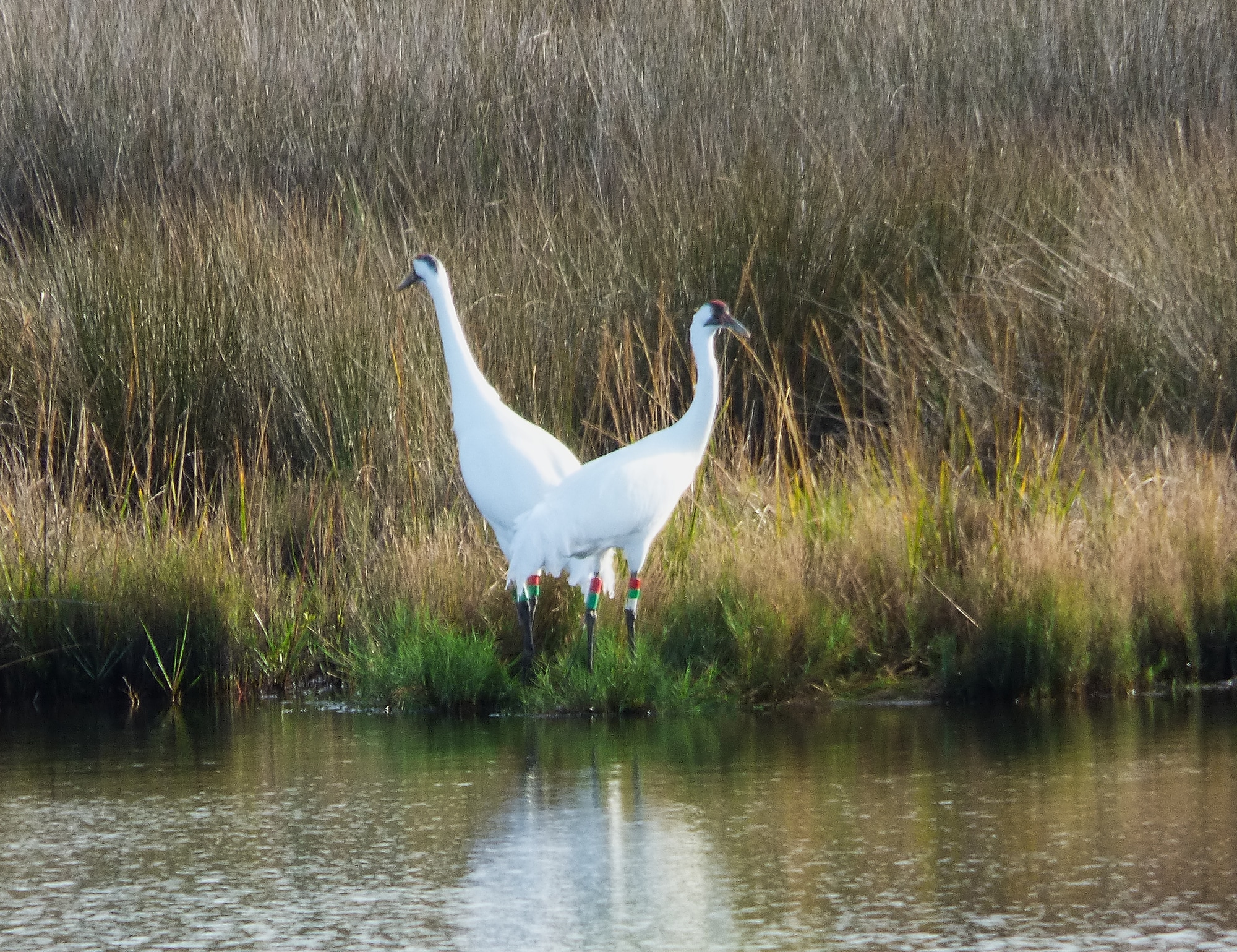 Whooping cranes near pen on St. Marks NWR 2015-11-17