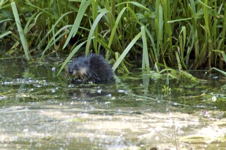 File:Rat musqué (Ondatra zibethicus) 02.jpg File:Rat musqué (Ondatra zibethicus) 02.jpg