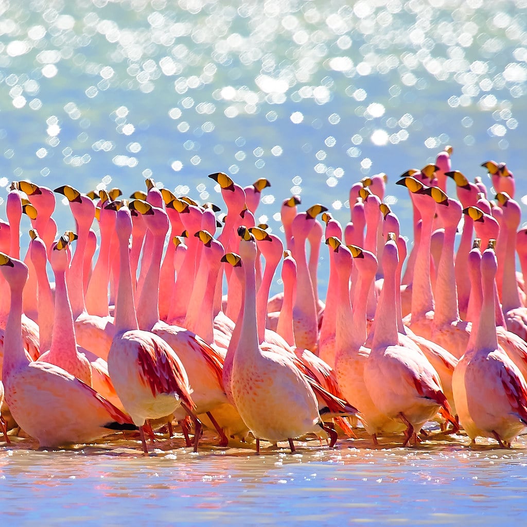 Flamingos, Bolivia