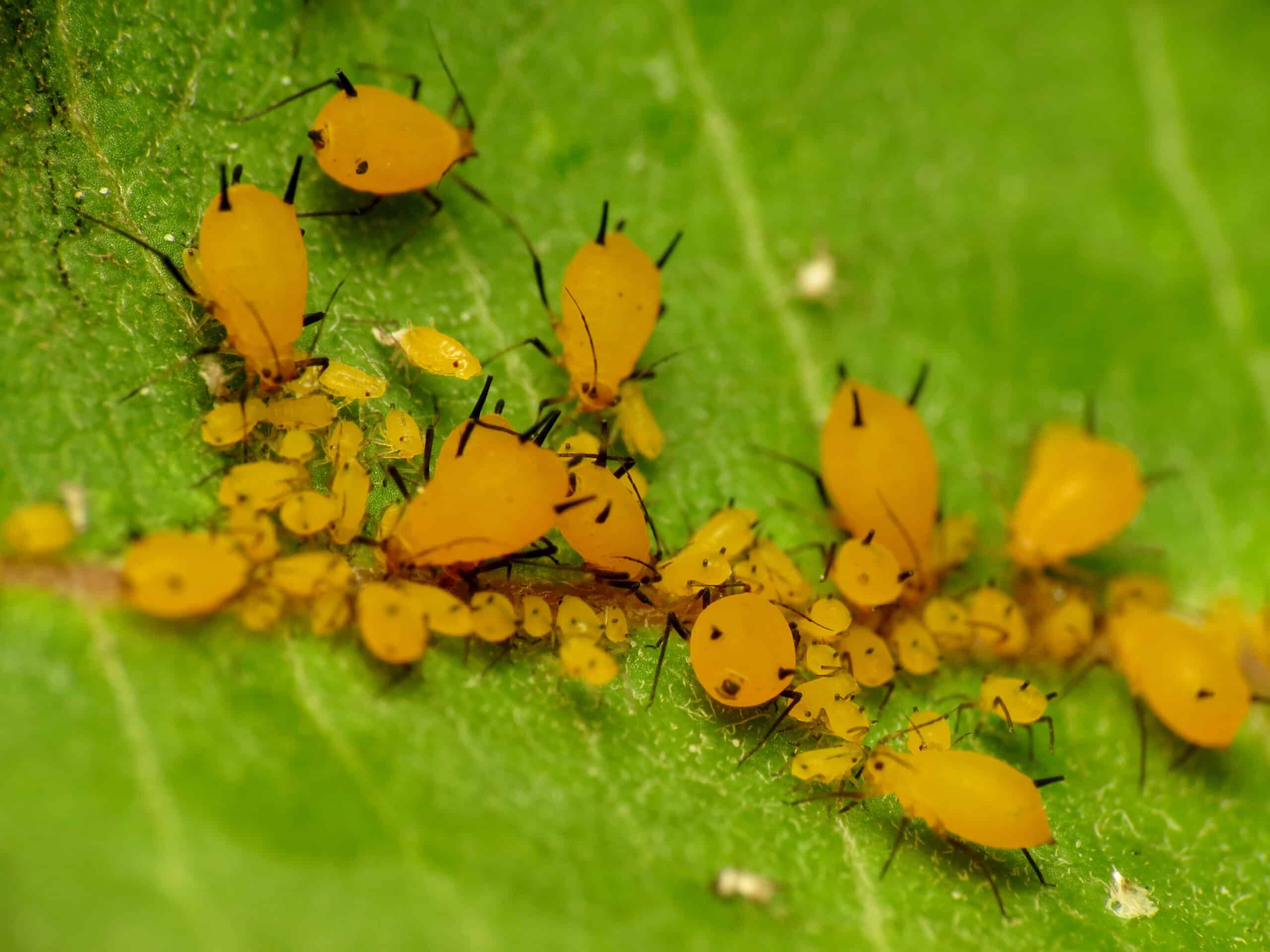 Yellow Aphids