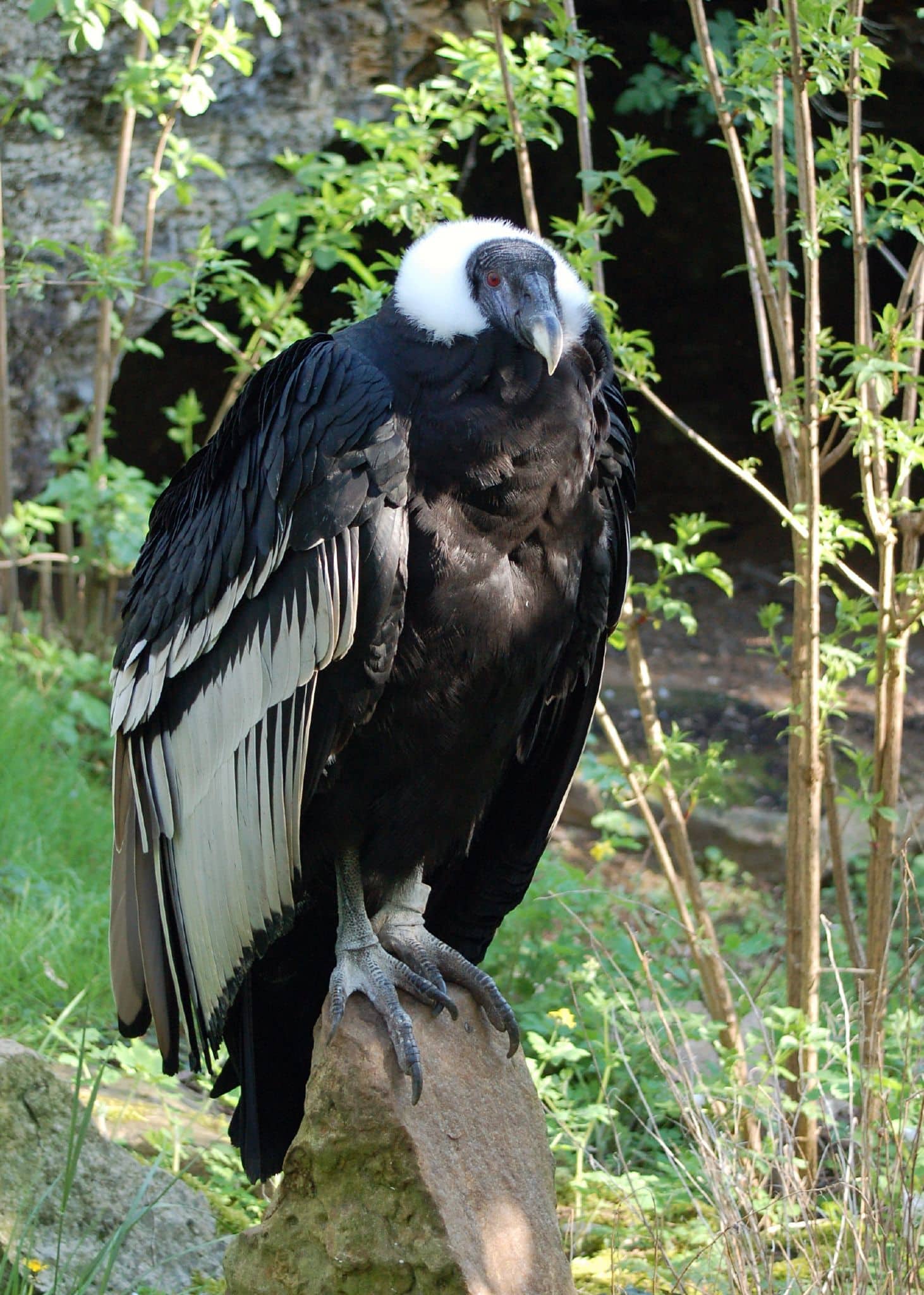 Vultur gryphus -Doué-la-Fontaine Zoo, France-8a Vultur gryphus -Doué-la-Fontaine Zoo, France-8a