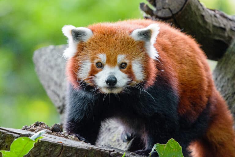 A red panda stands on a tree branch with lush green leaves in the background.