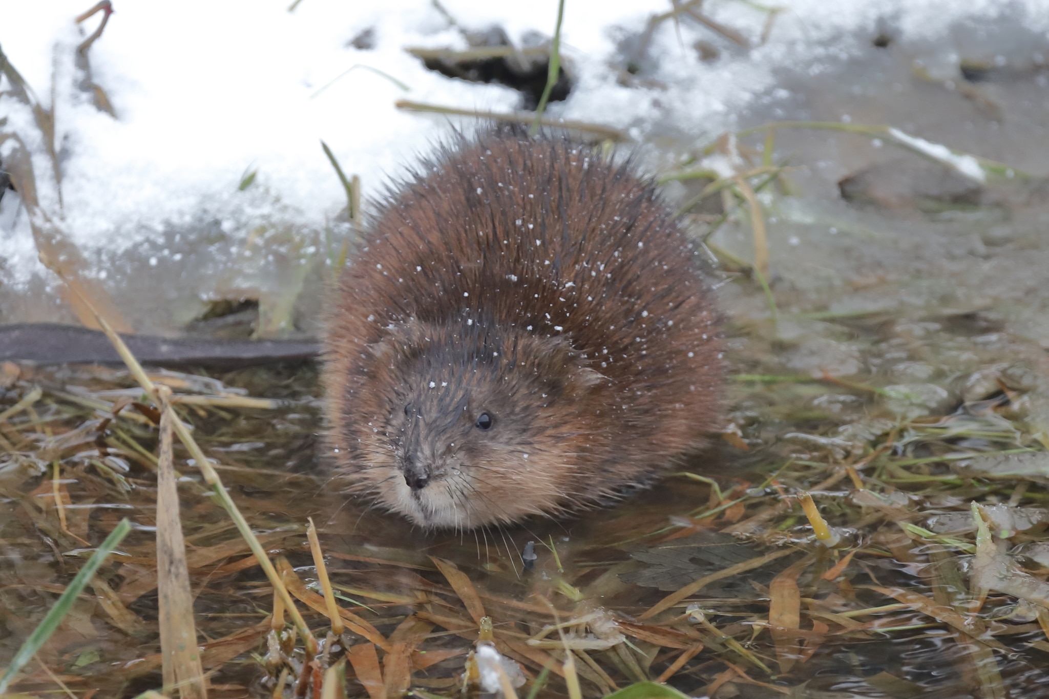 Ondatra zibethicus 248443367 Ondatra zibethicus 248443367