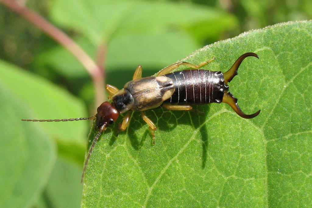 Forficula auricularia