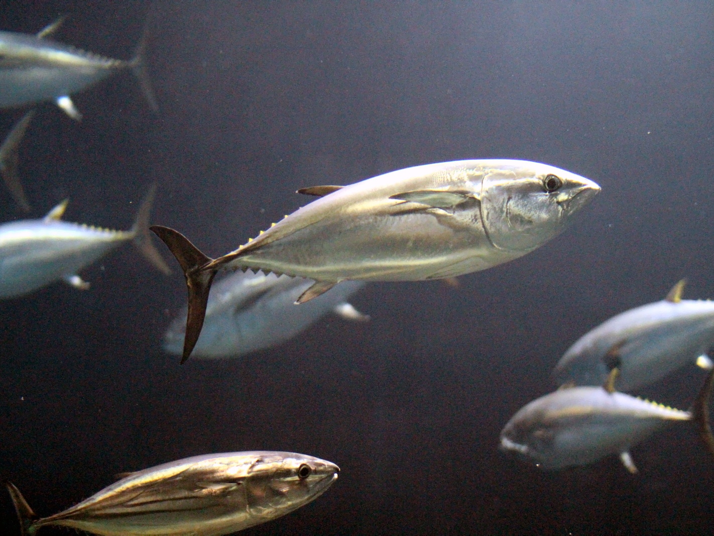 Tuna 1