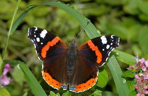 Vulcain-Vanessa atalanta