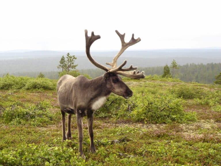 Reindeer in finnish fell-2 Reindeer