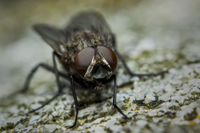 Musca Domestica Musca Domestica