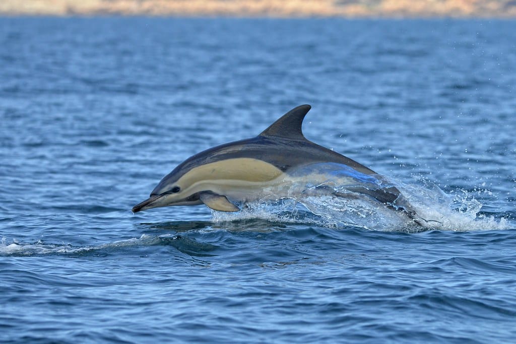 Delphinus delphis