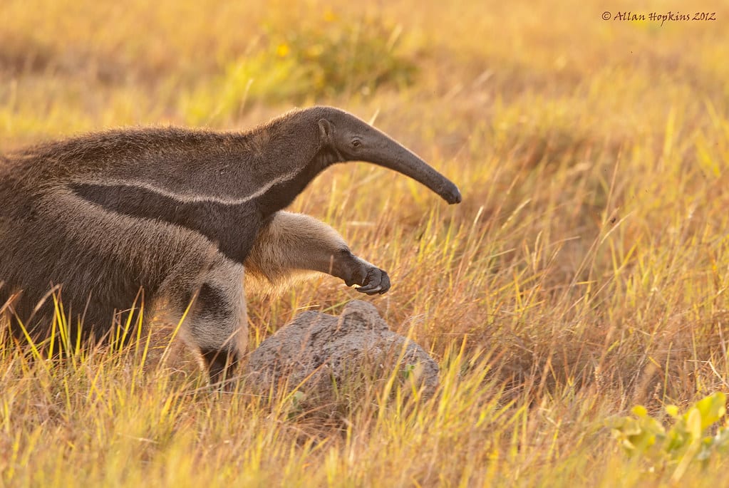 Giant Anteater (Myrmecophaga tridactyla) 1