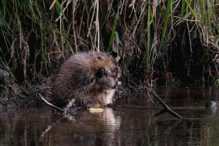 Bisamratte (Ondatra zibethicus) beim täglichen Bad (53612444817) Bisamratte (Ondatra zibethicus) beim täglichen Bad (53612444817)