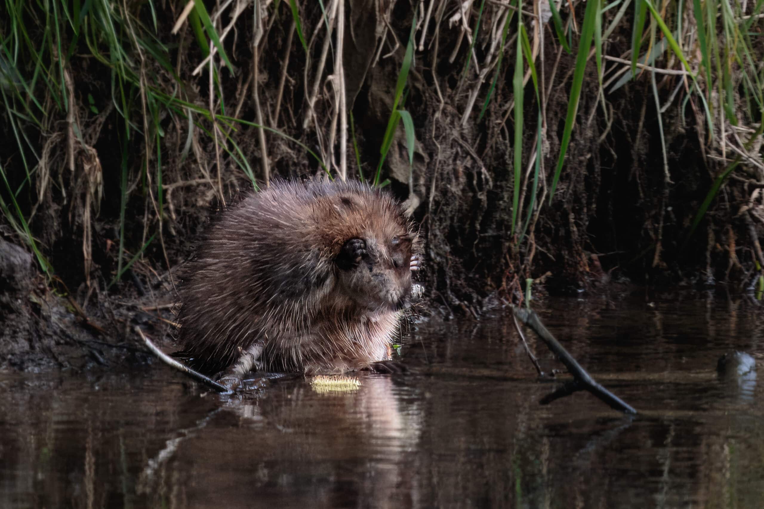 Bisamratte (Ondatra zibethicus) beim täglichen Bad (53612444817) Bisamratte (Ondatra zibethicus) beim täglichen Bad (53612444817)