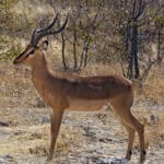 Impala