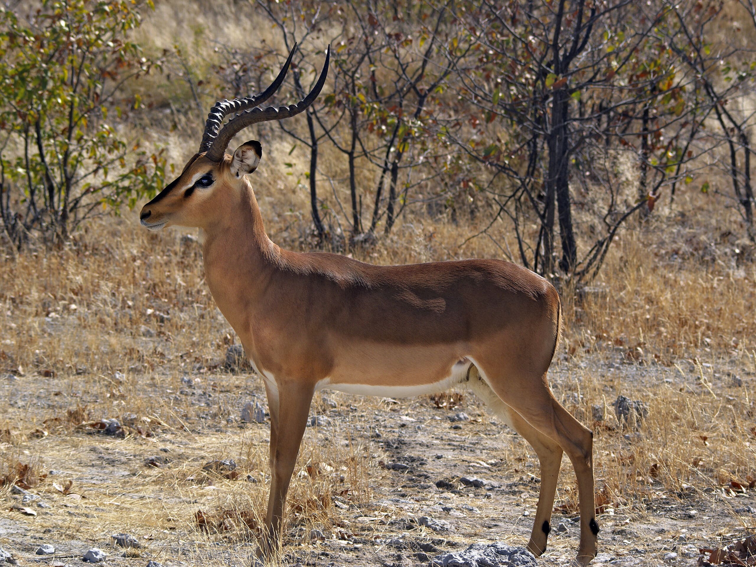 Impala