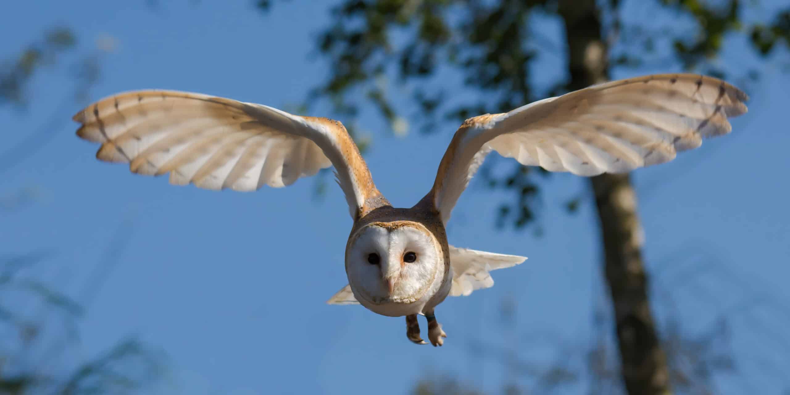 Front view of a barn owl – Tyto alba – in flight
