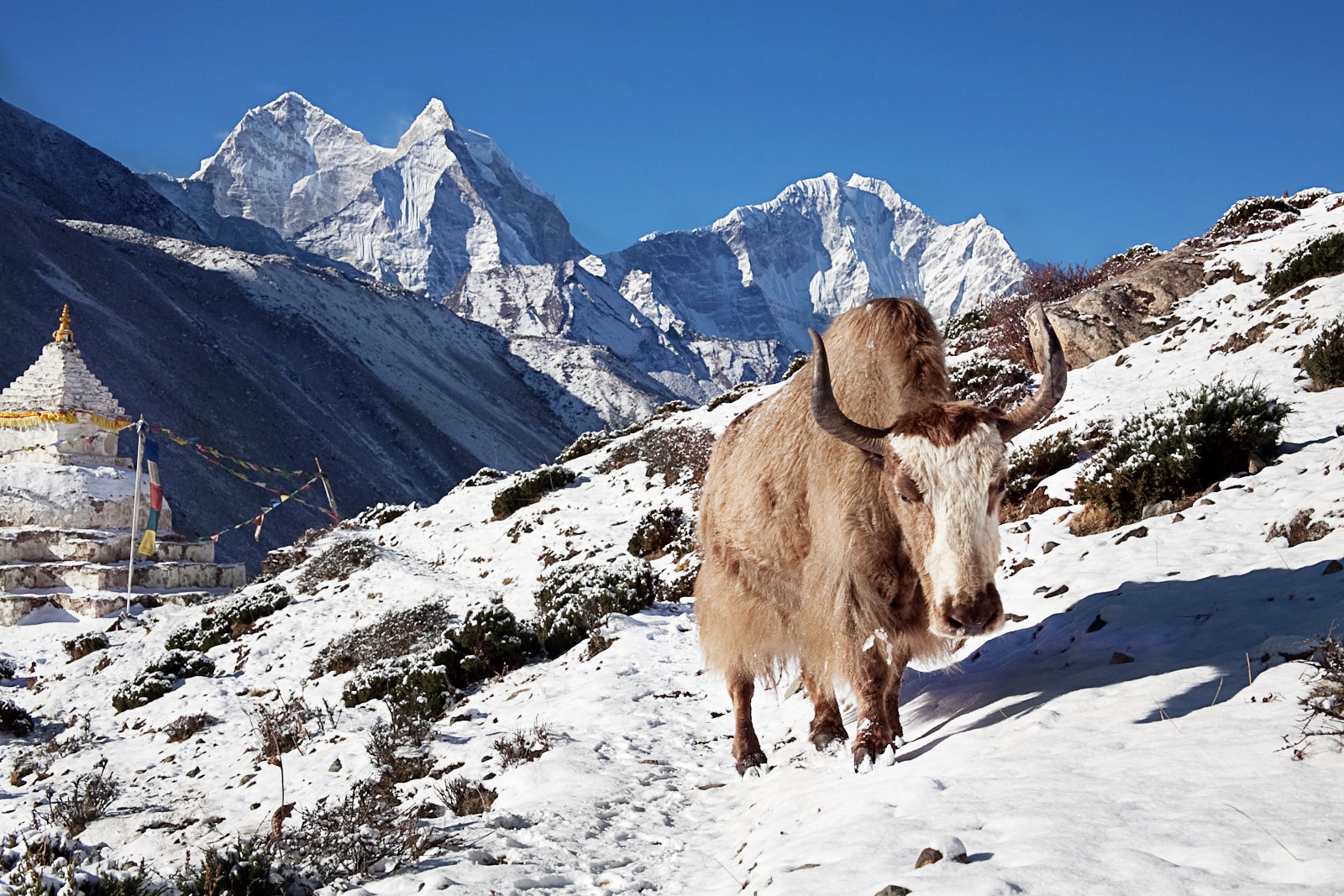 Yak
