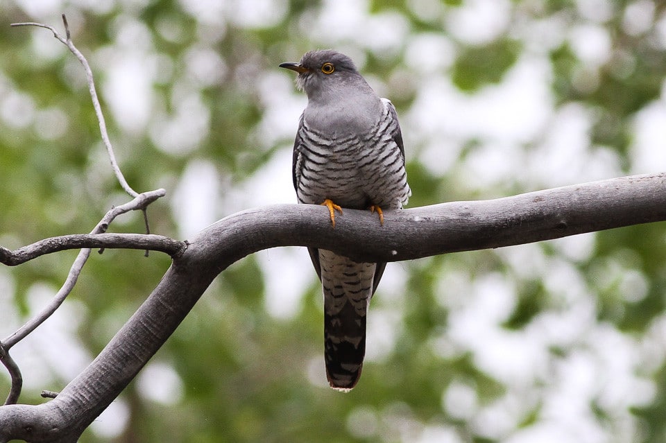 Common Cuckoo (Cuculus canorus)