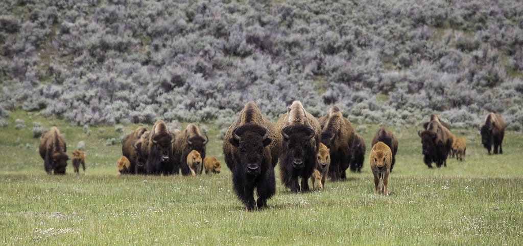 Bison on the move, Lamar Valley