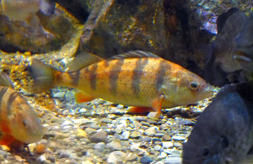 Yellow Perch