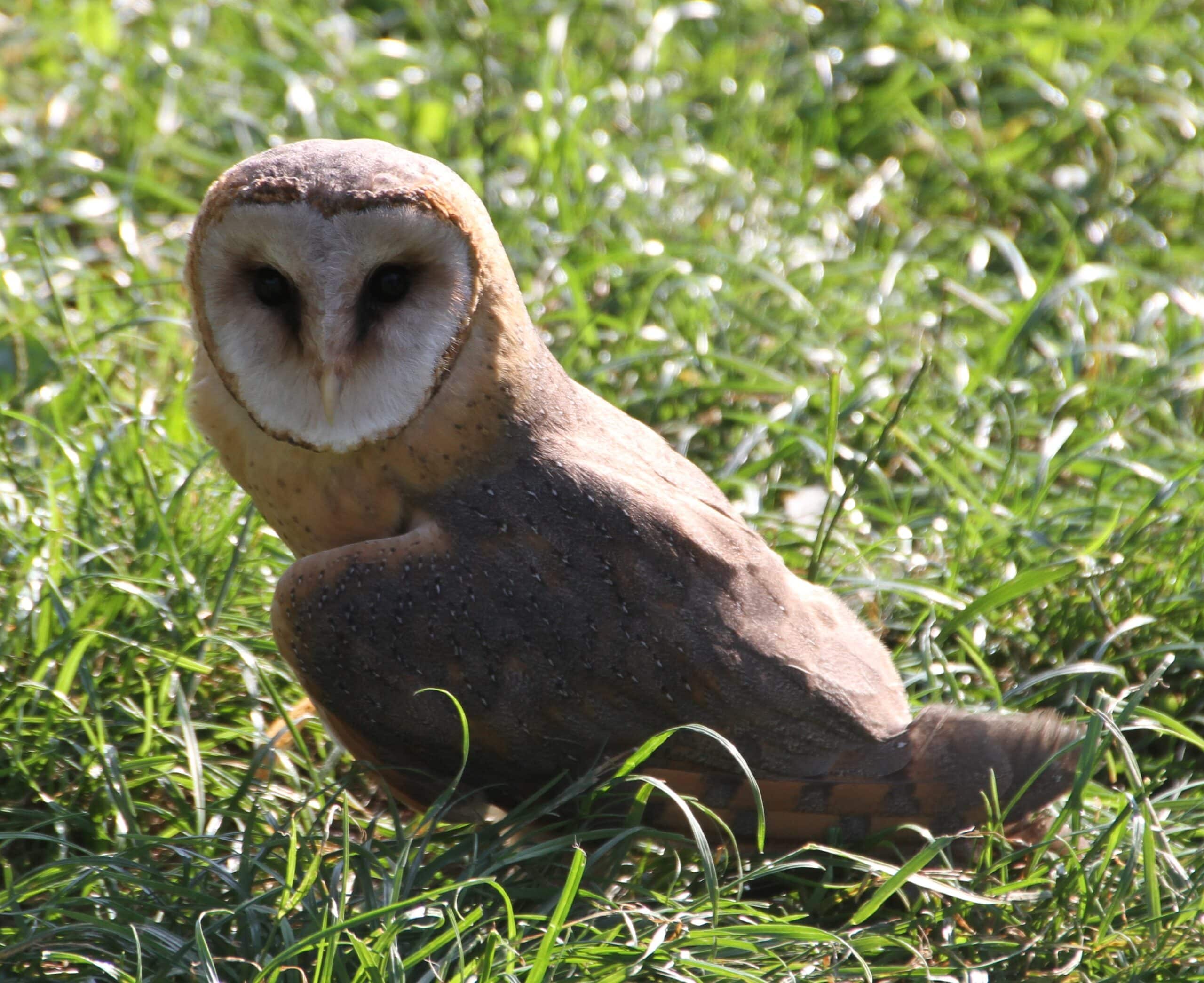 Tyto alba ssp guttata in Predjama Slovenia IMG 9403