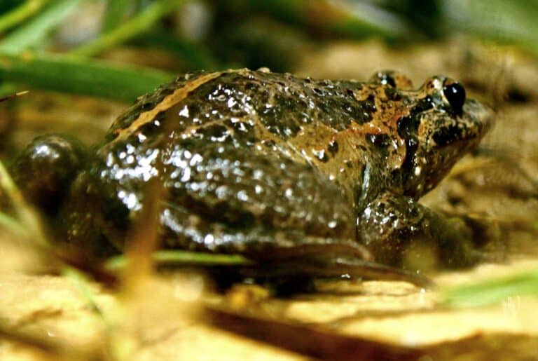 Israel painted frog Israel painted frog