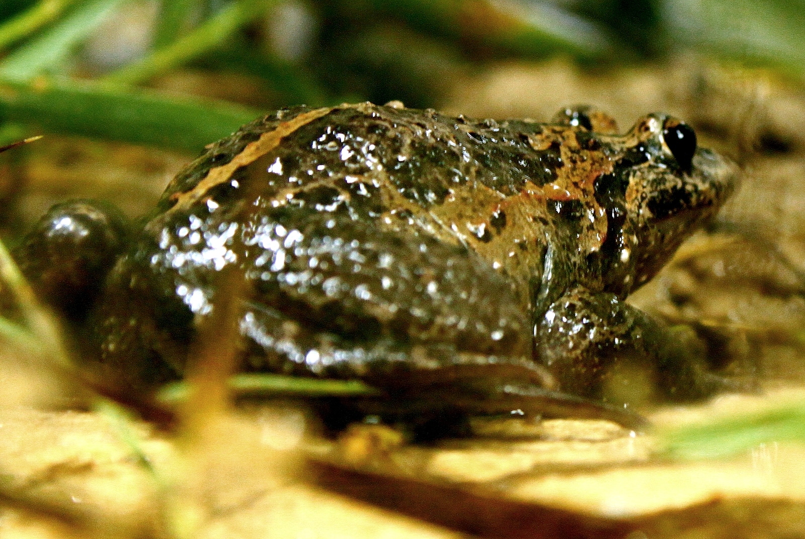 Israel painted frog Israel painted frog