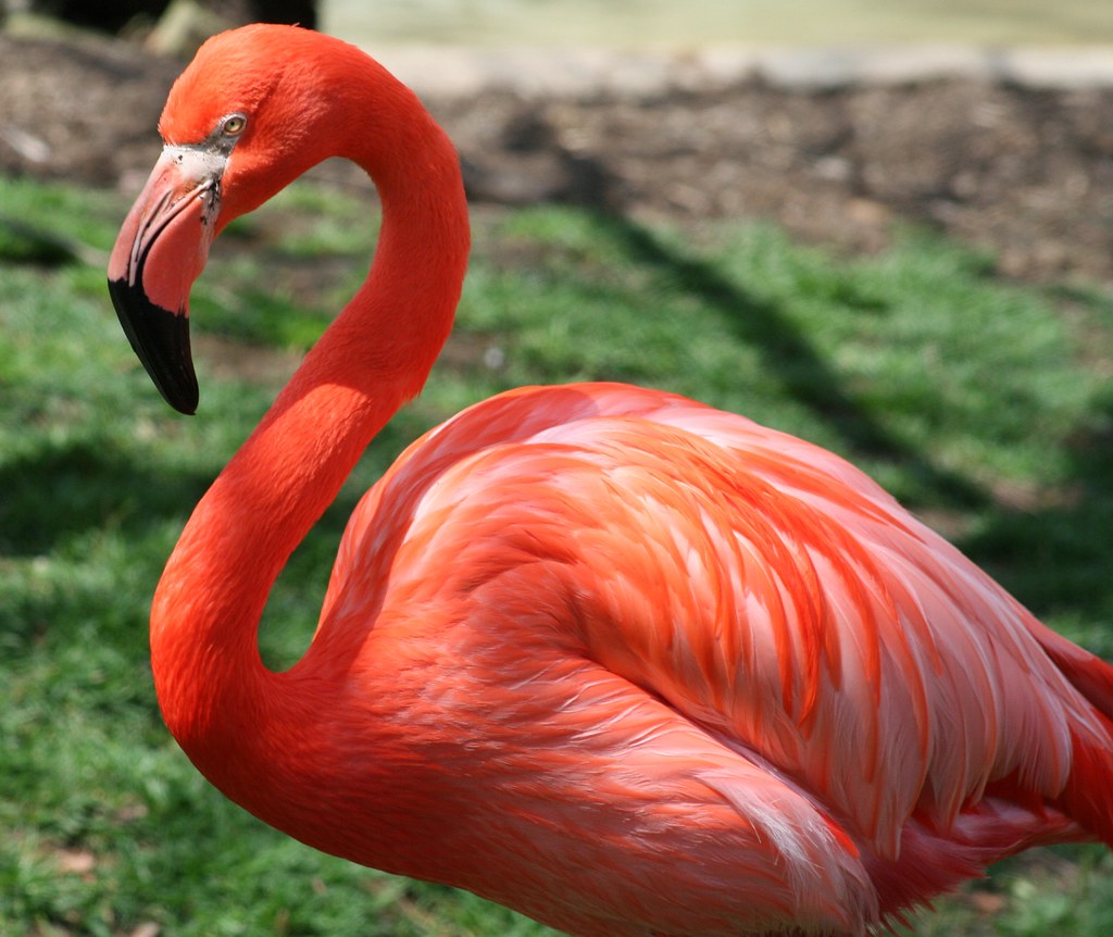 Flamingo IMG_0385