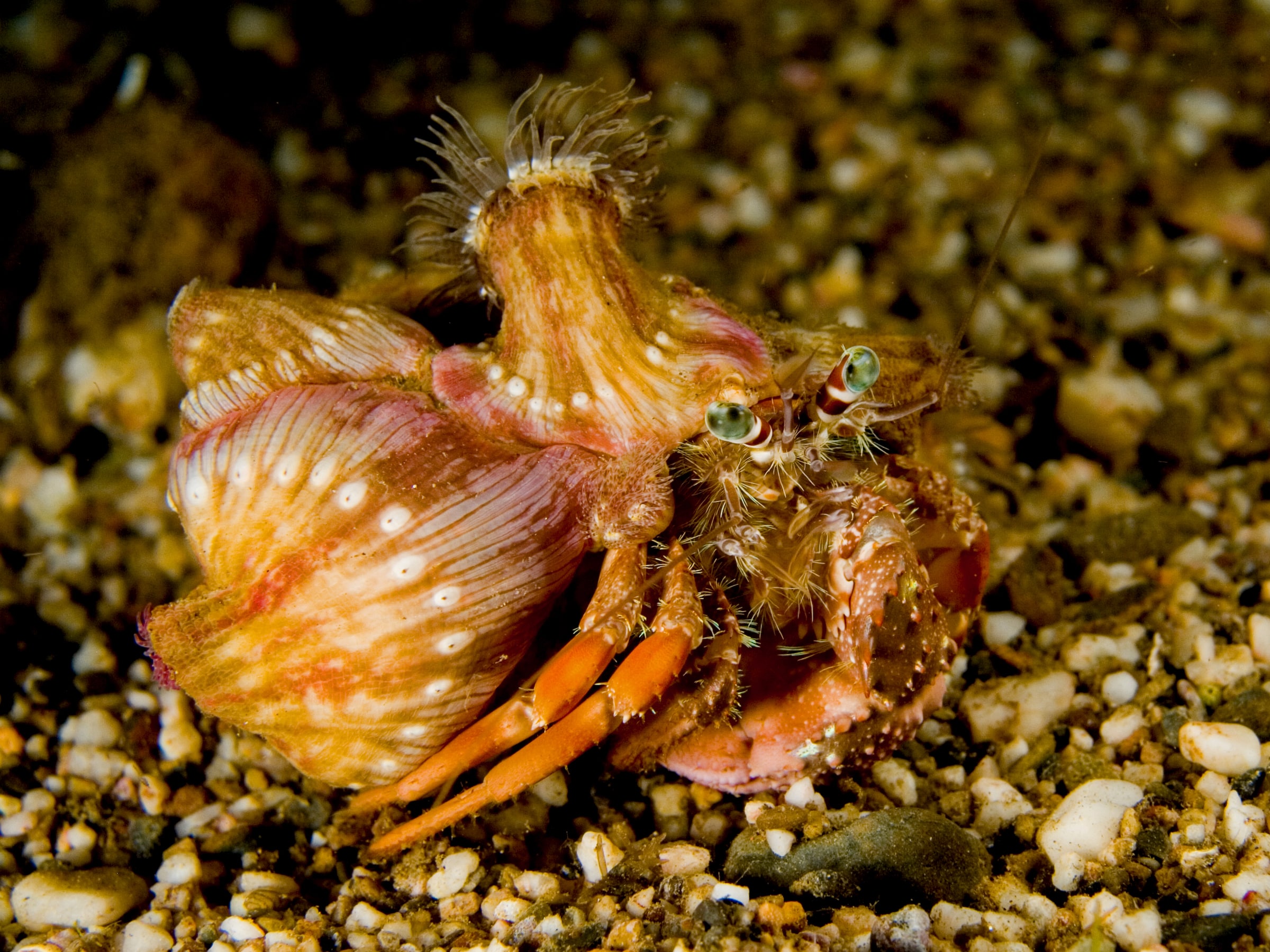 File:Dardanus pedunculatus (Hermit crab).jpg