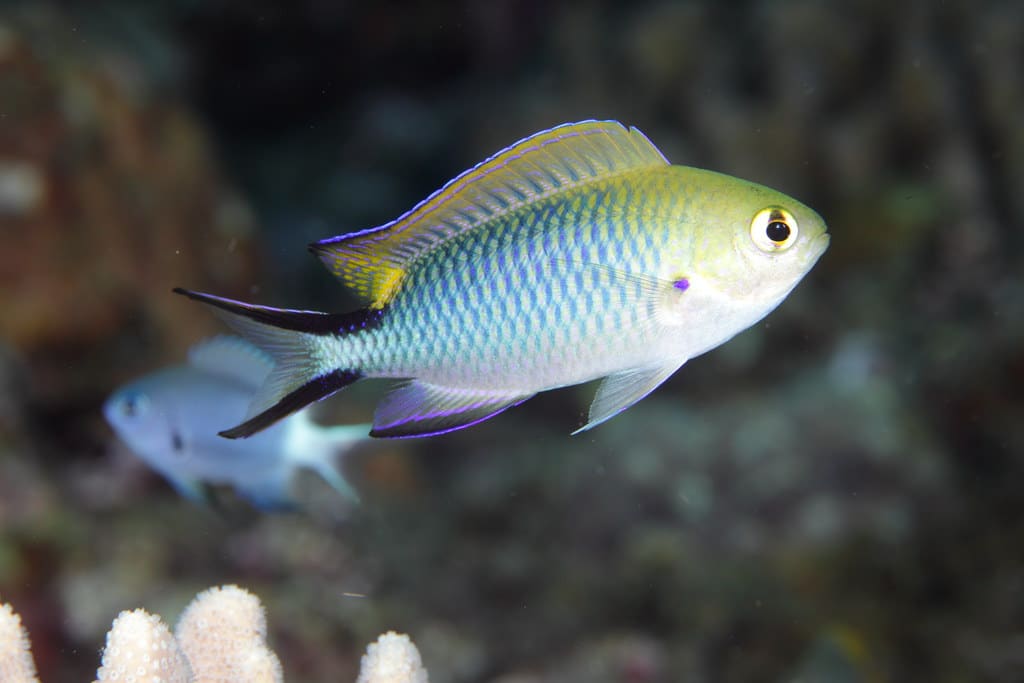 Damselfish Damselfish