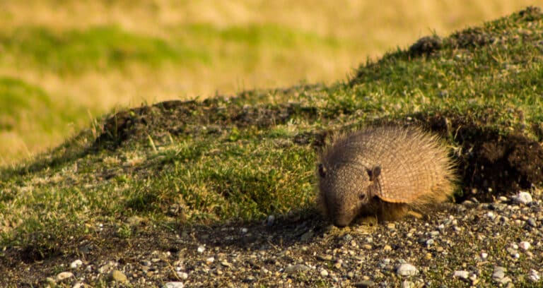 Armadillo in Patagonia Armadillo in Patagonia Armadillo