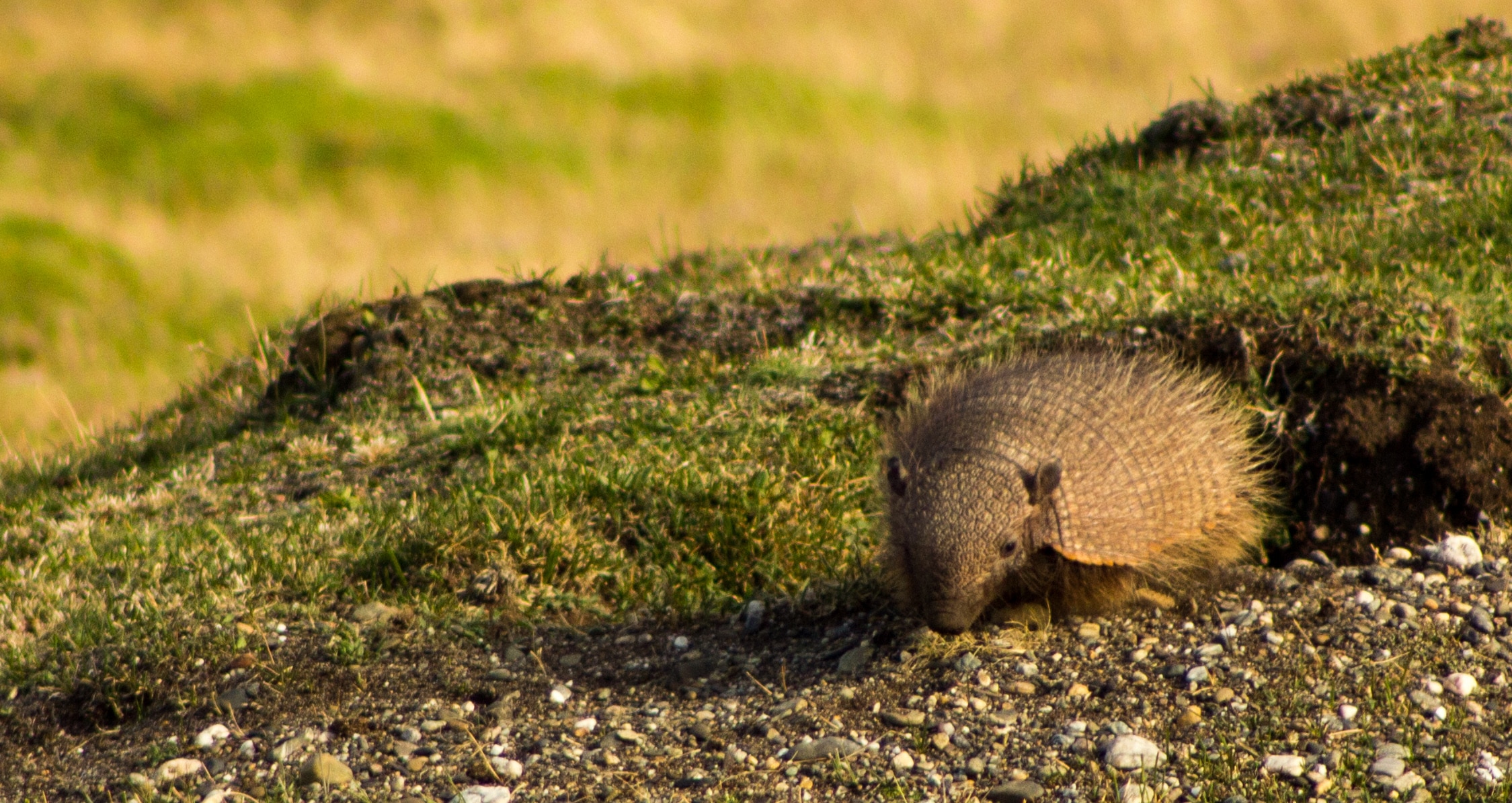 Armadillo in Patagonia Armadillo in Patagonia Armadillo