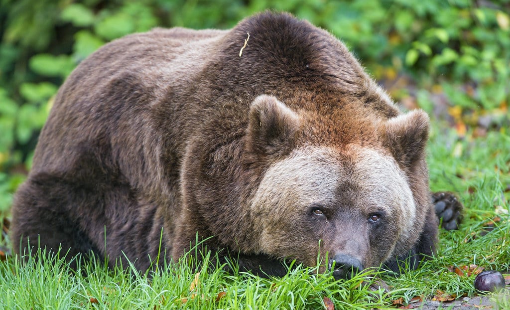 Flat brown bear Flat brown bear