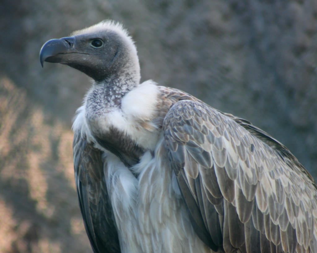 In search of the Maltese Falcon #13 – White Backed Vulture, Malta Falconry Centre In search of the Maltese Falcon #13 – White Backed Vulture, Malta Falconry Centre